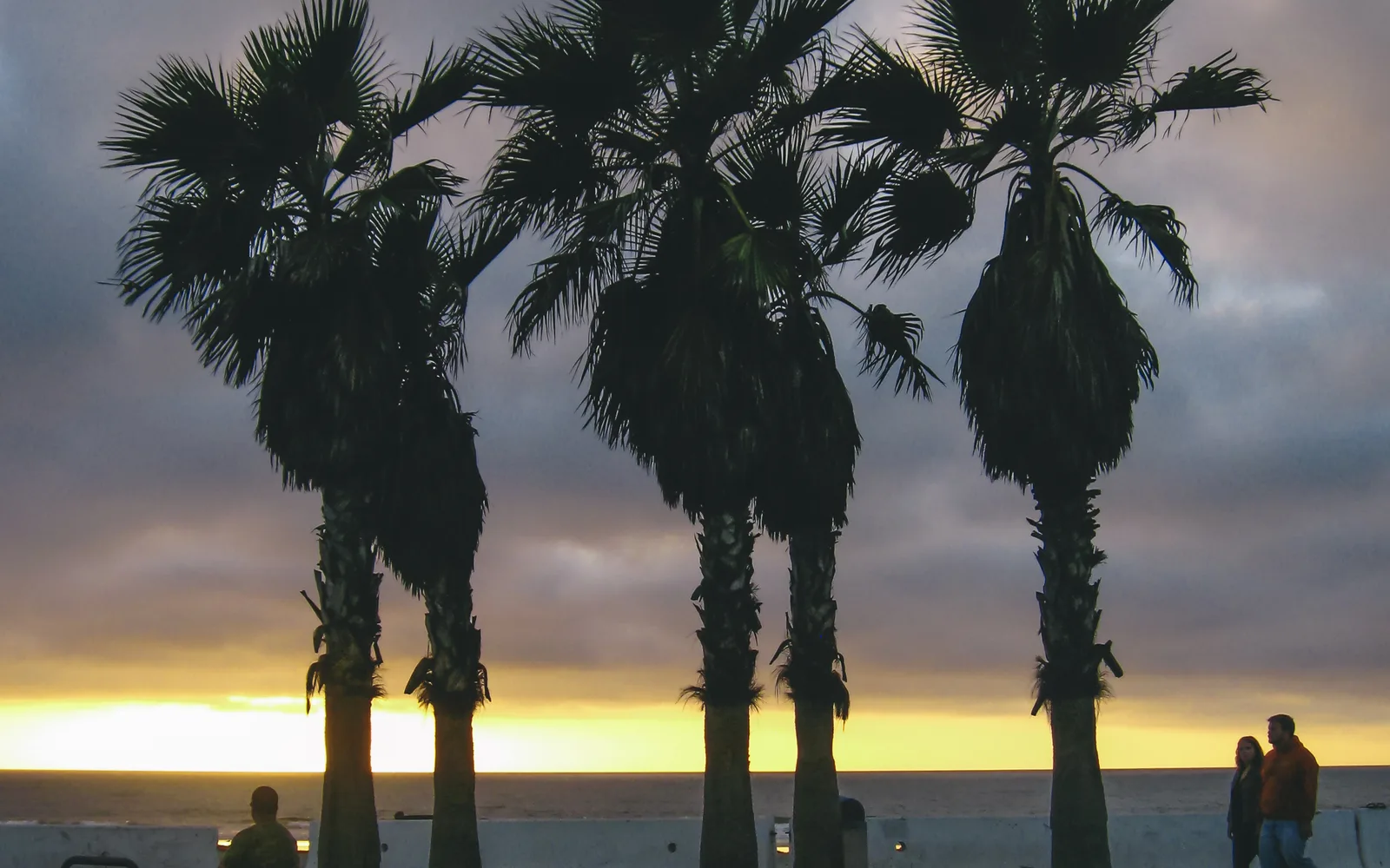 Palm trees silhouetted against a golden sunset sky in Balboa Park, San Diego